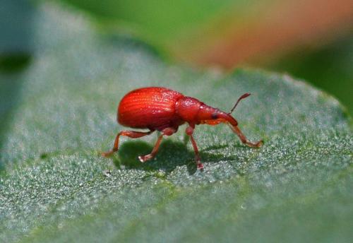 Réf. 356 963 : Apion frumentarium